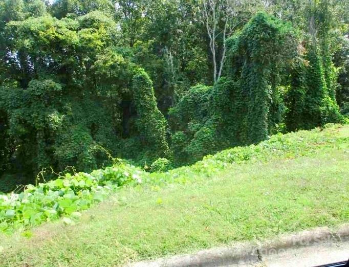 a view of a garden with plants