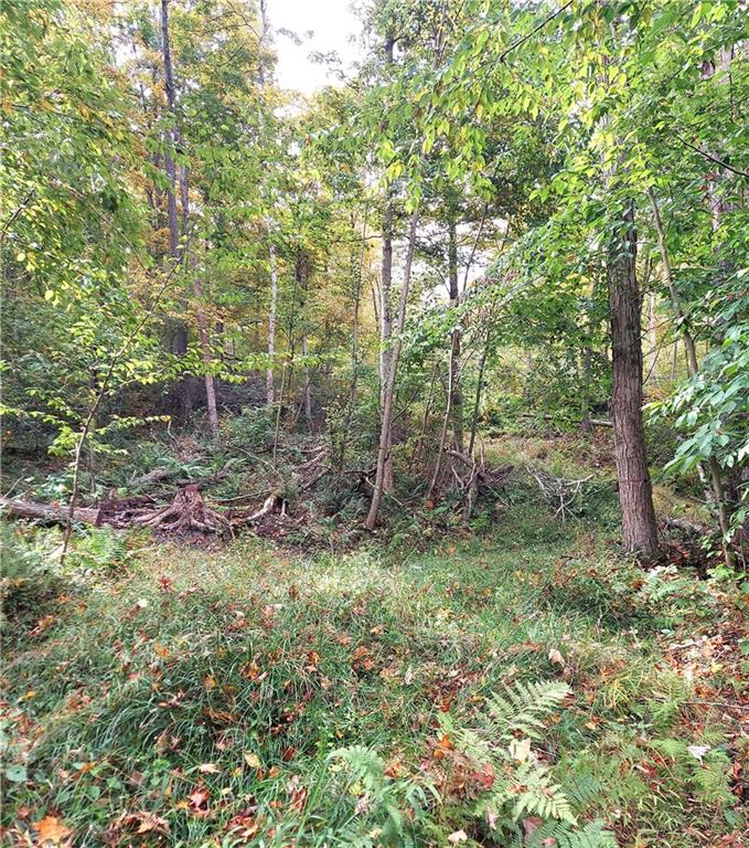 a view of a forest with trees in the background