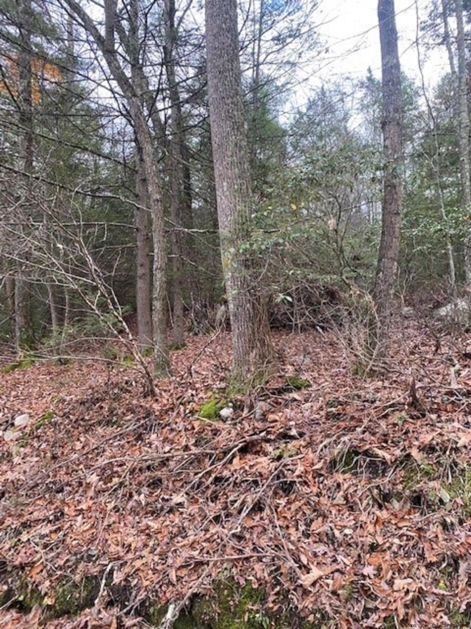 a view of a forest filled with trees