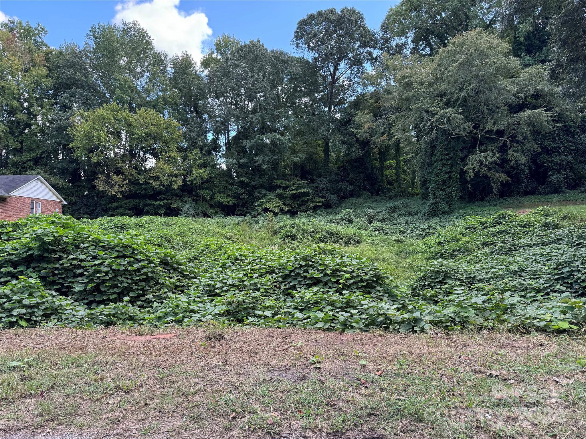 a view of a garden with plants