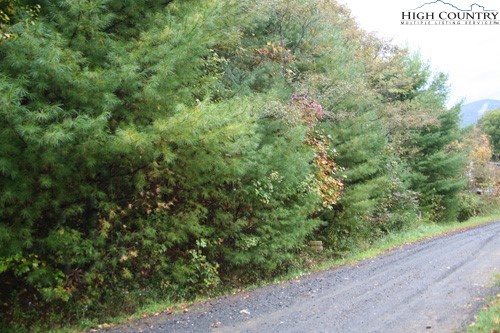 a view of a forest with a street