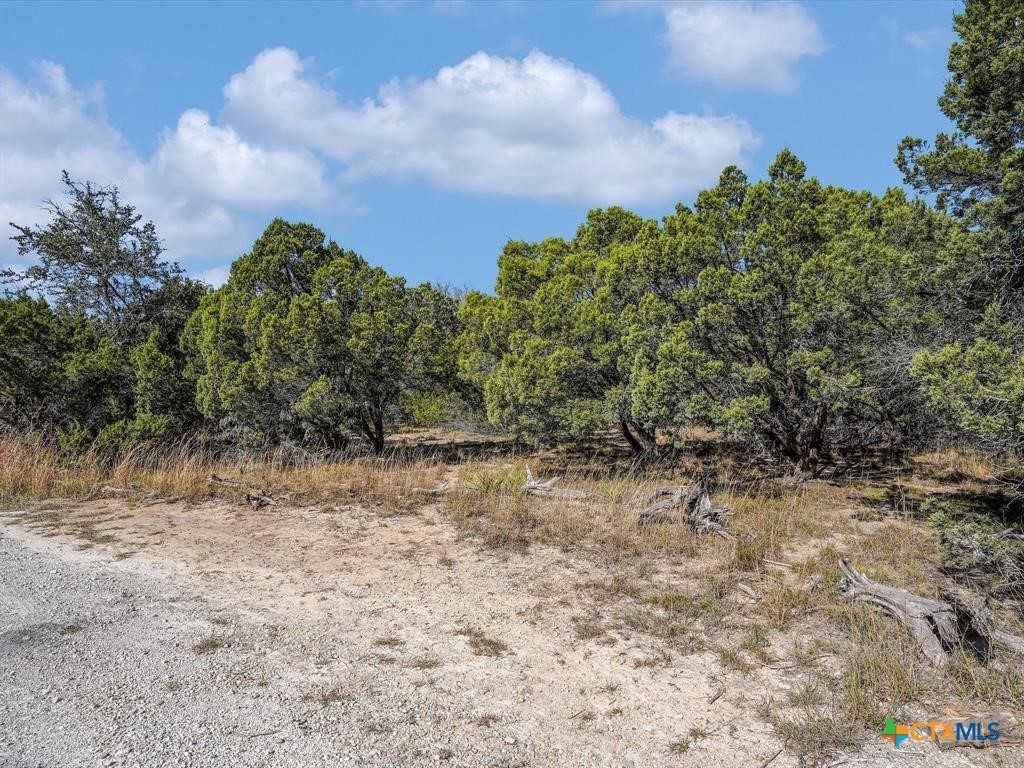 a view of a dry yard with trees in the background