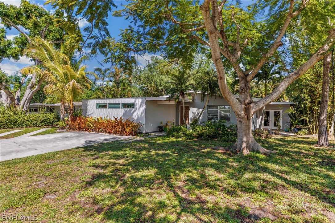 a view of a yard with plants and a tree