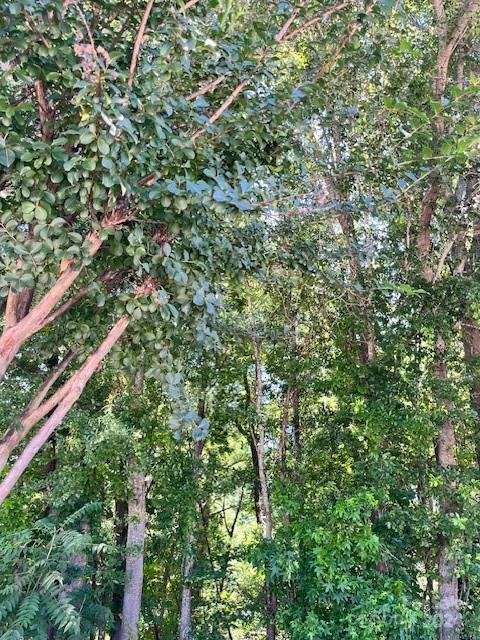 a view of a lush green forest