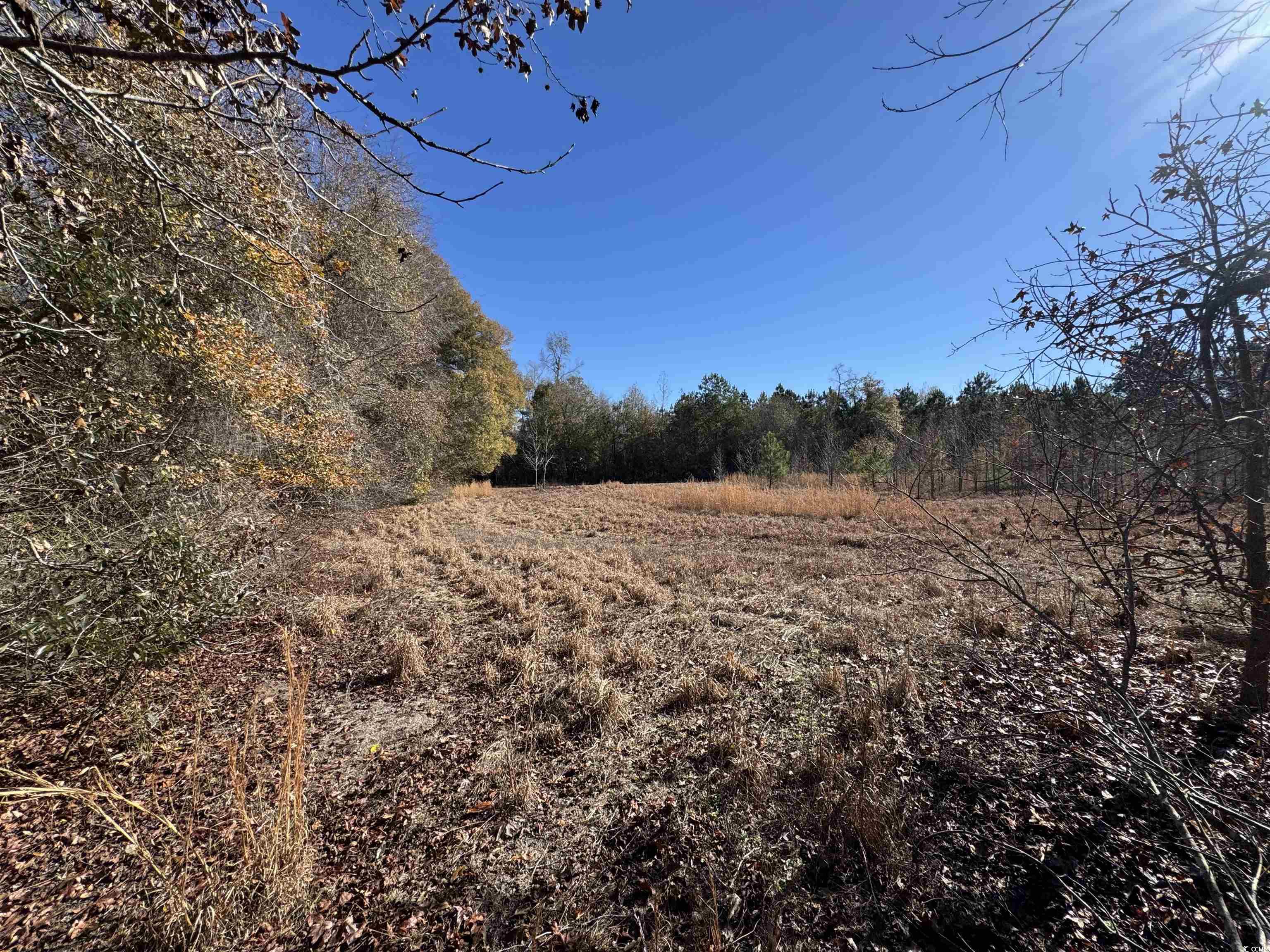 View of local wilderness