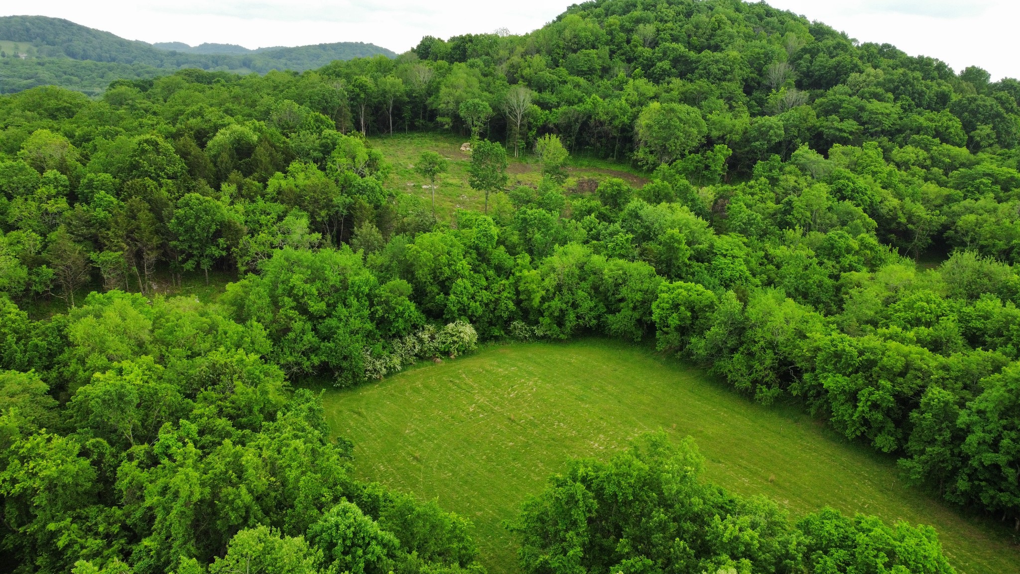 a view of a lush green forest with trees in the background