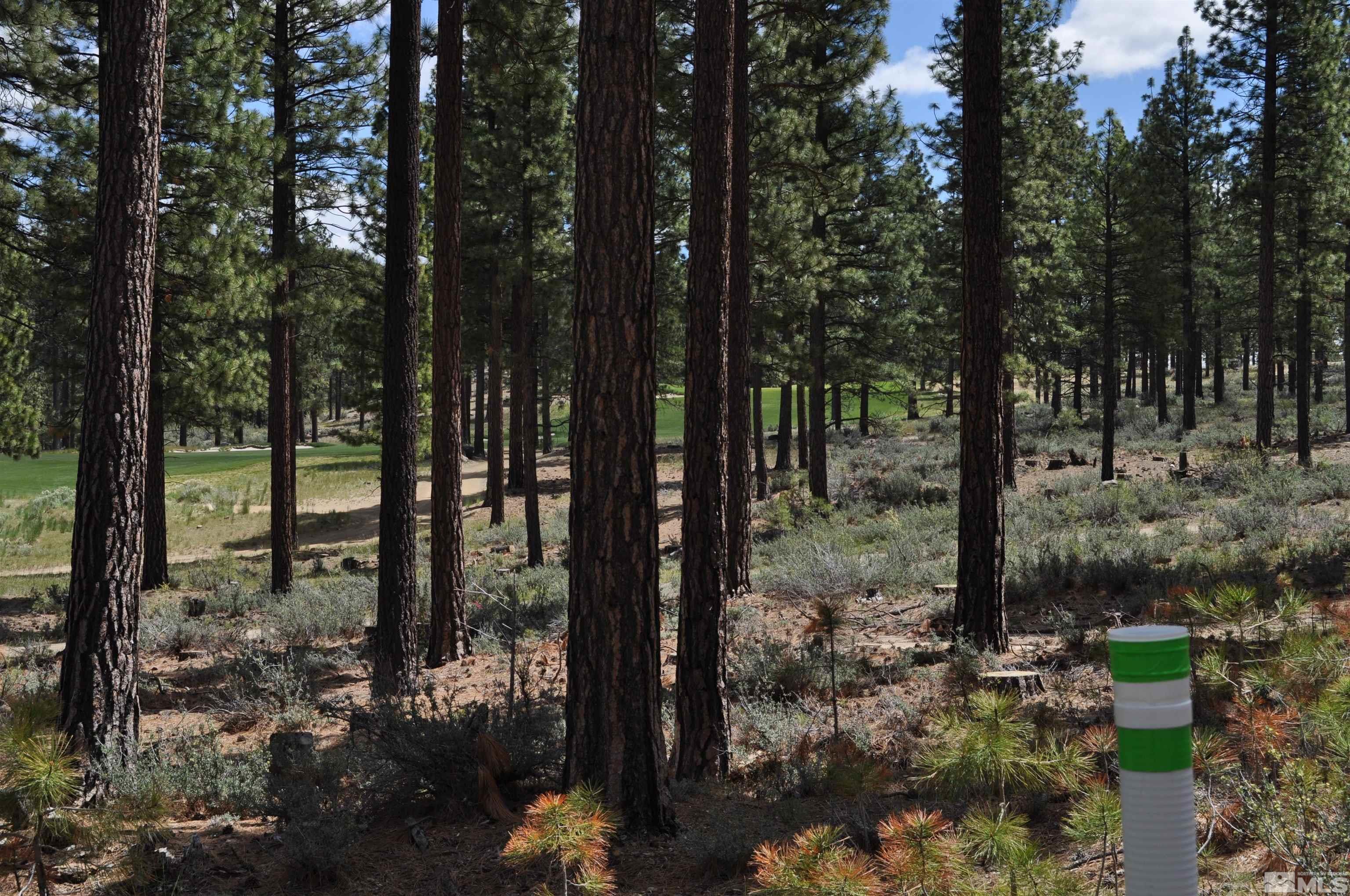 a view of a forest