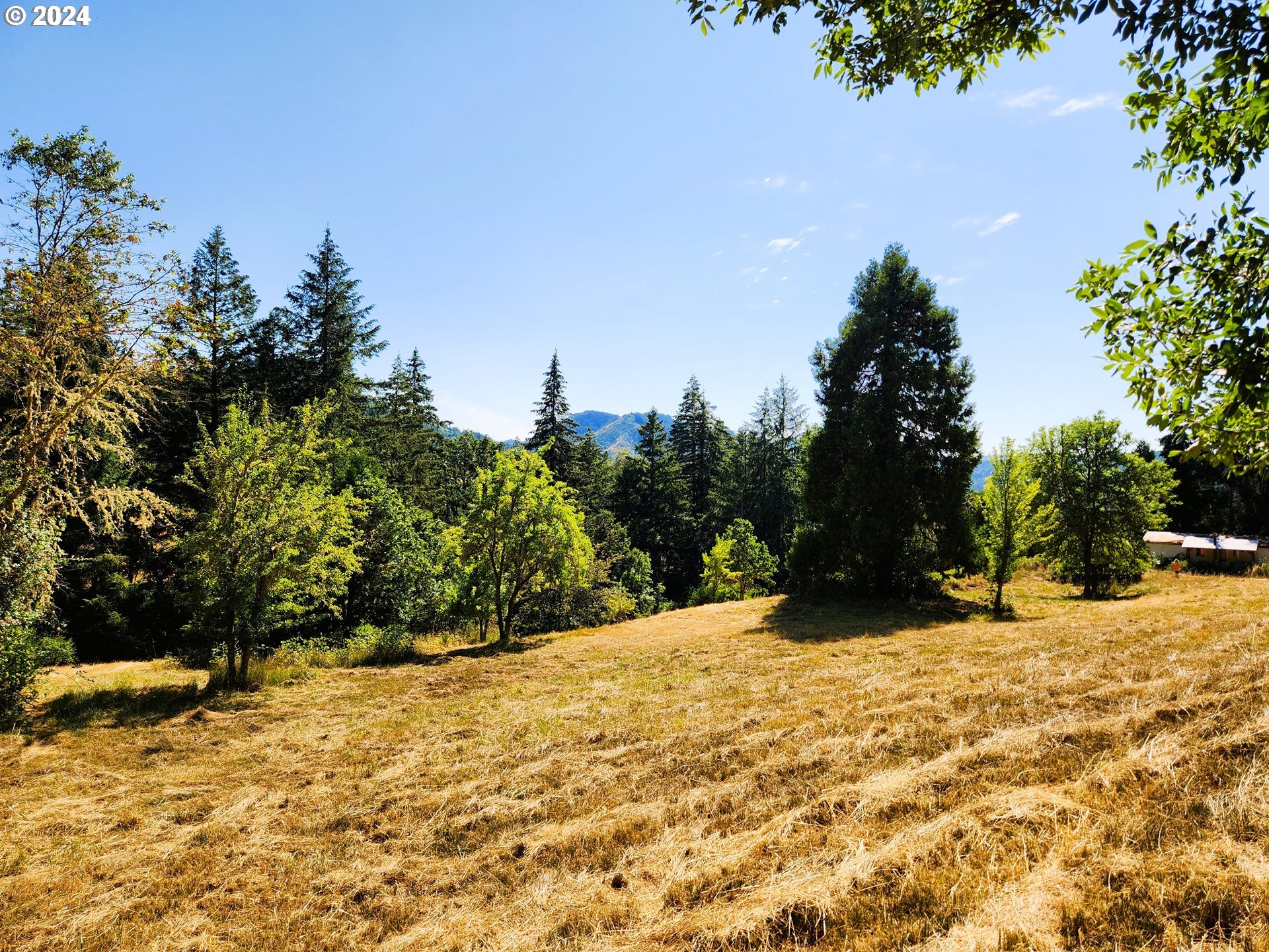 a view of a yard with a tree