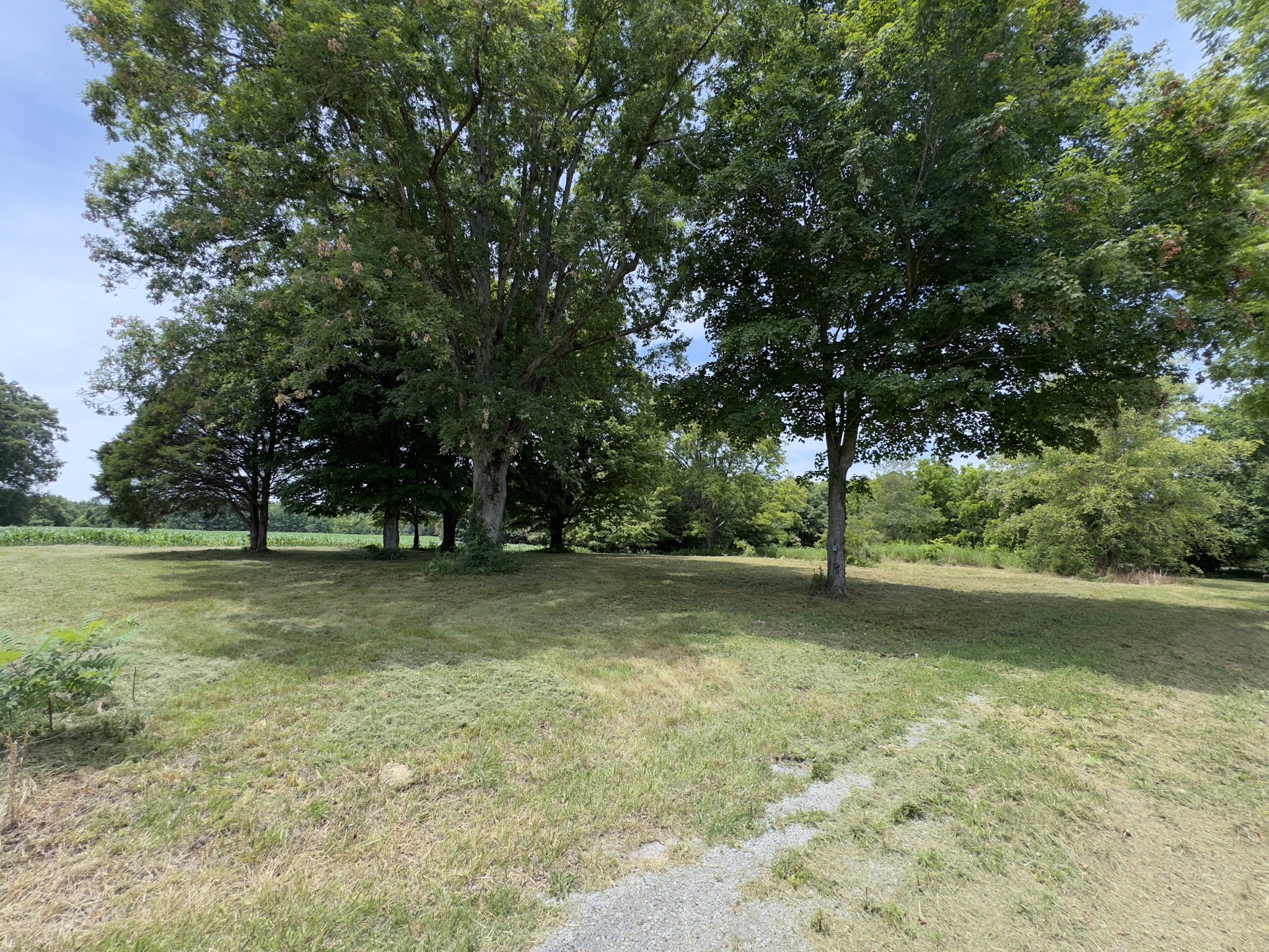 a view of a trees in a yard