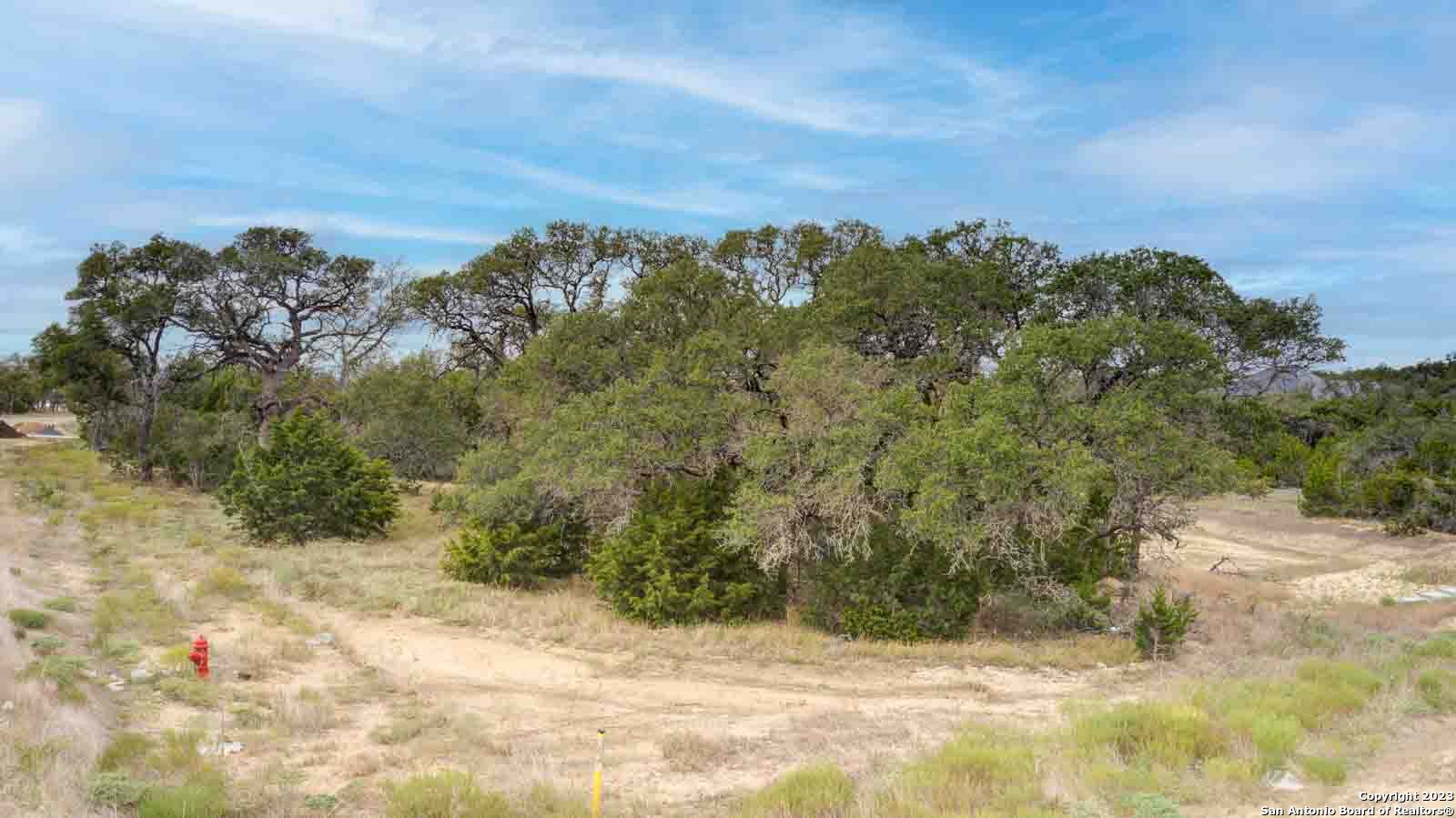 a view of a yard with plants and a large tree