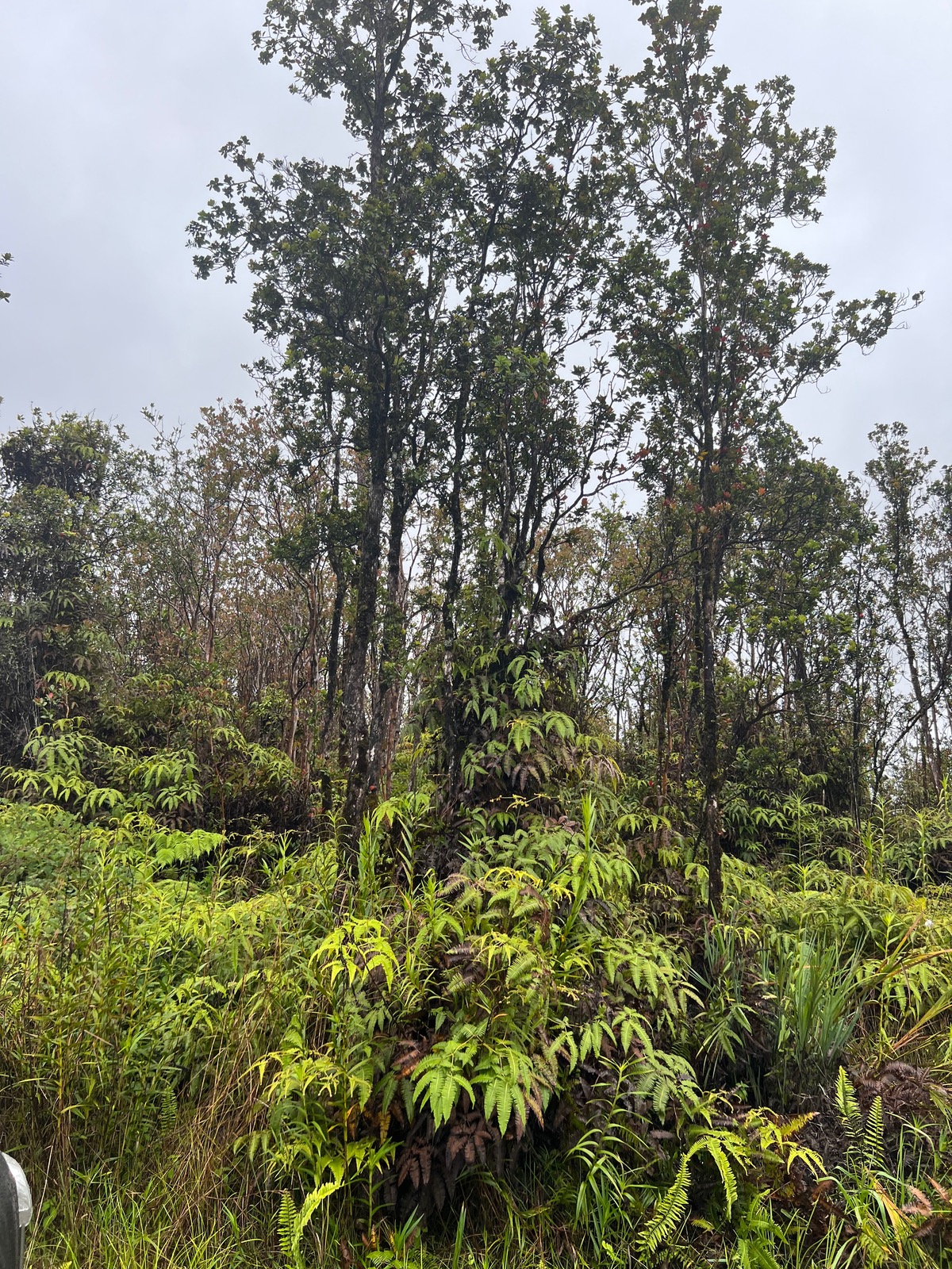 a view of a garden