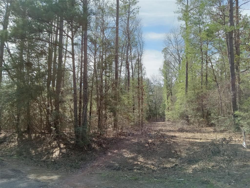 a view of a forest with trees in the background