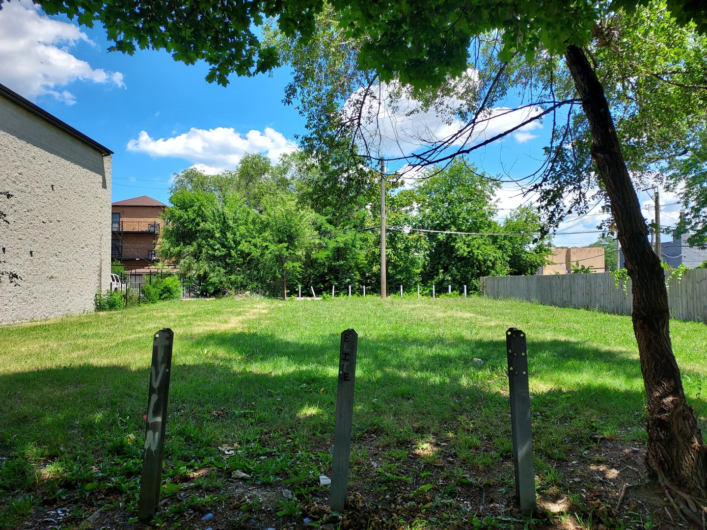 a view of a garden with a tree