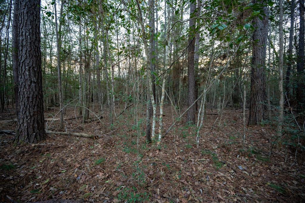 a view of a forest with trees in the background