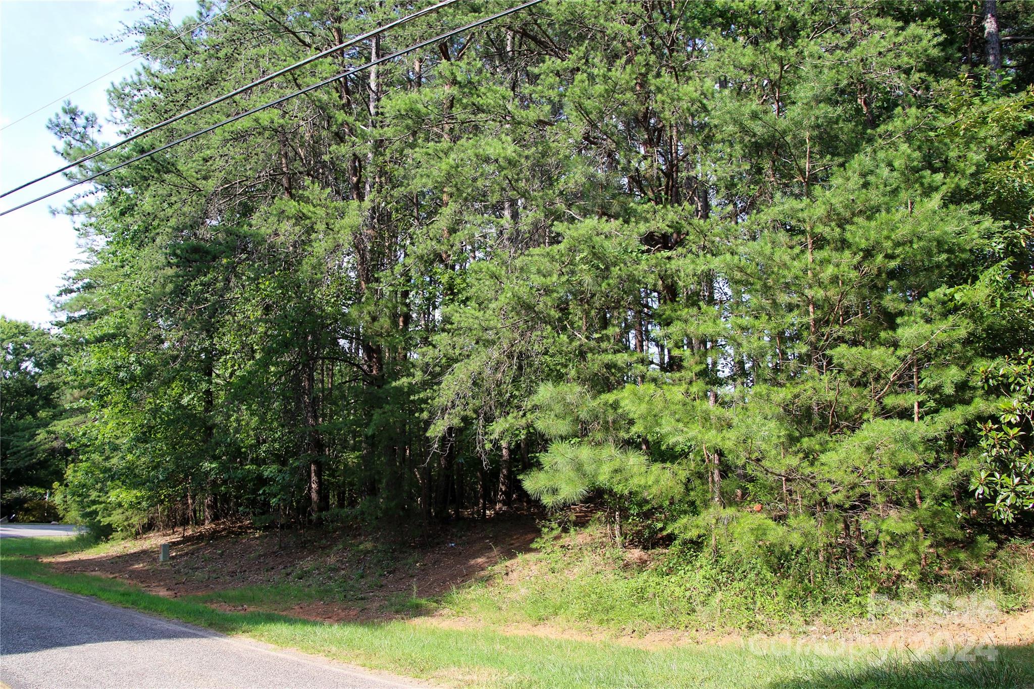 a view of a lush green forest