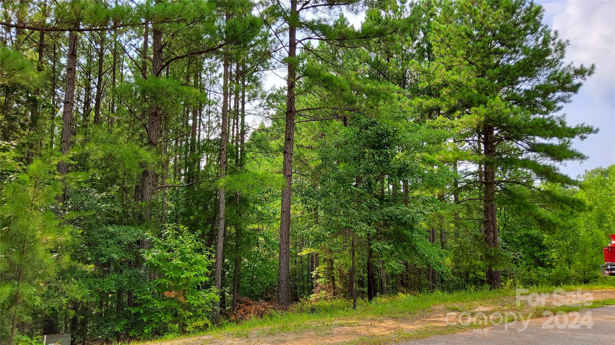 a view of a lush green forest