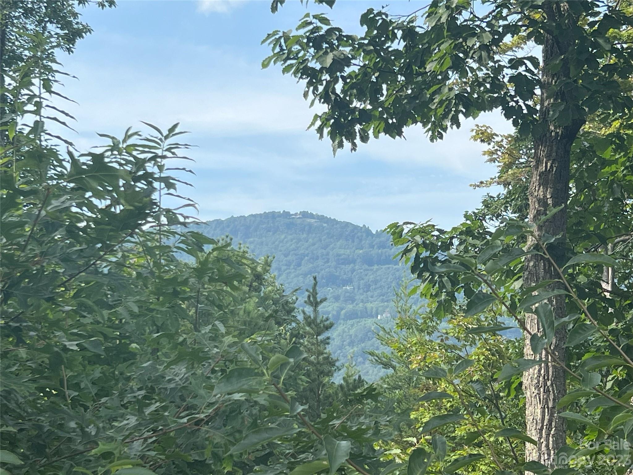 a view of a tree in a garden