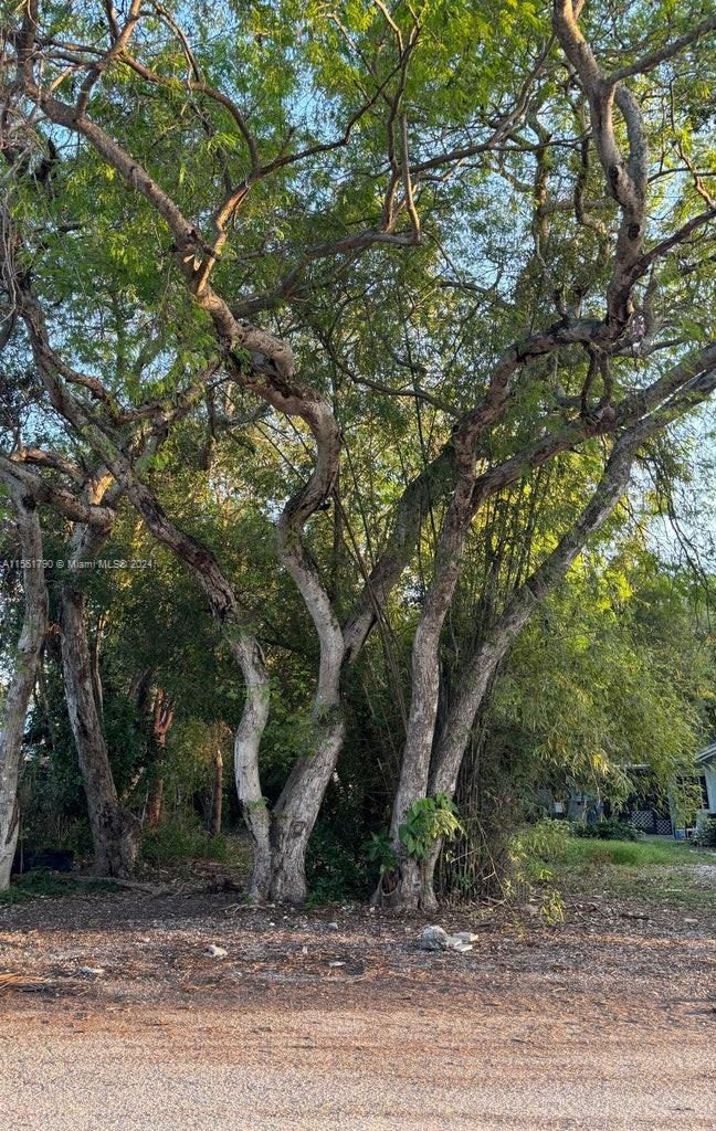 a view of a tree in a yard