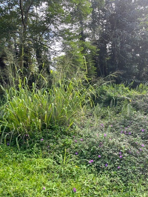 a plant view in yard