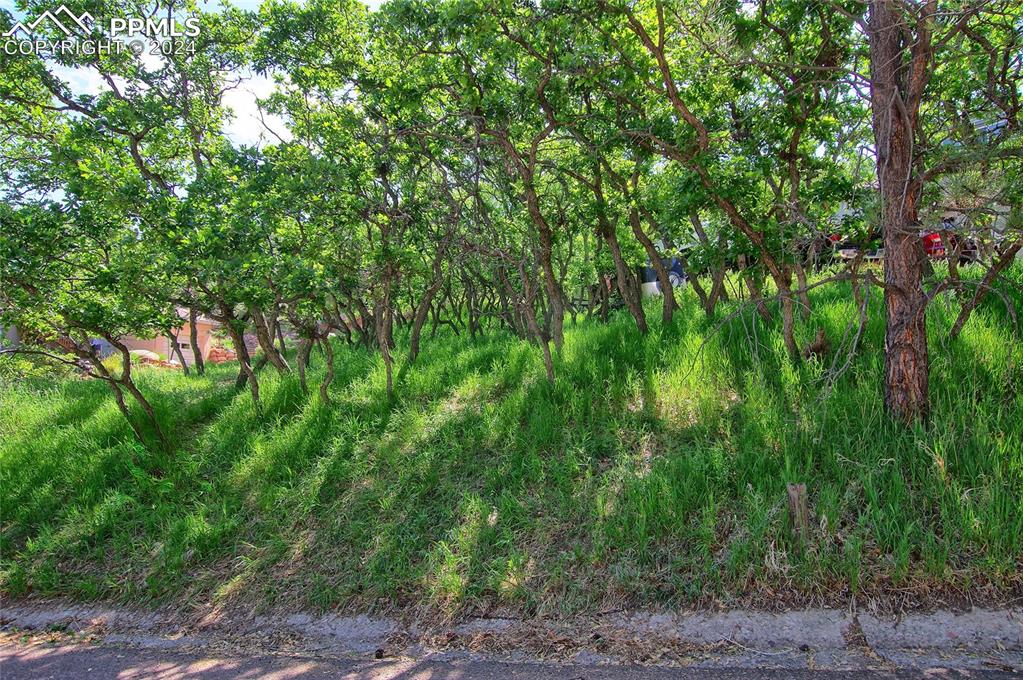 a view of a lush green forest