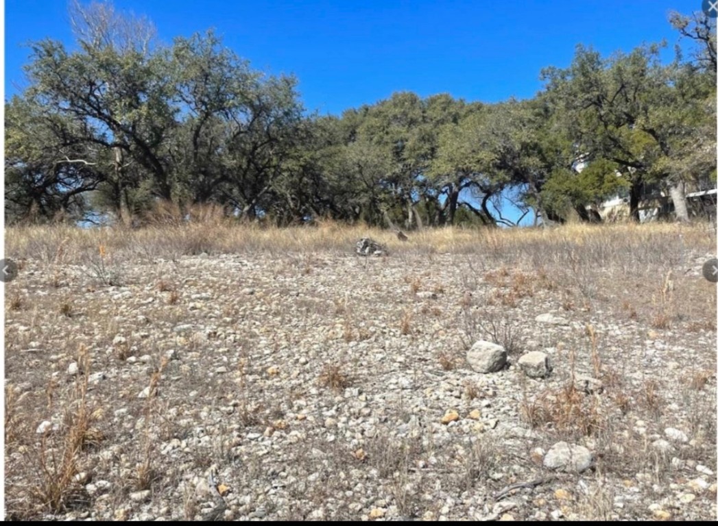 a view of a dry yard with trees