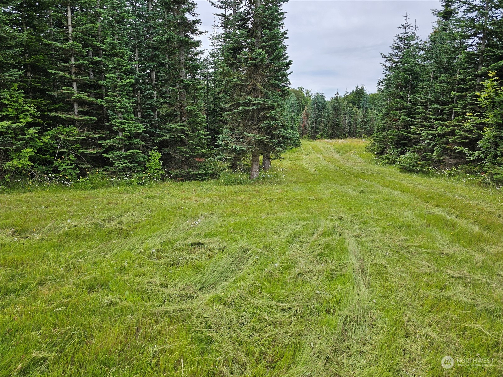 a view of a field with trees