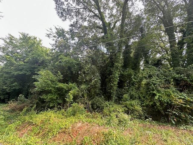 a view of a yard with large trees