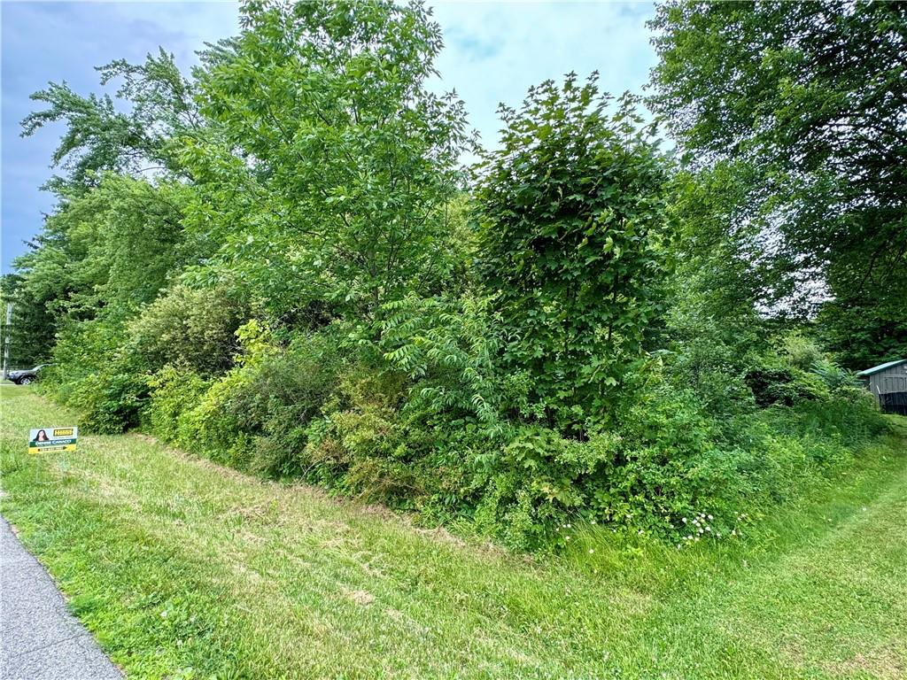 a view of a lush green forest