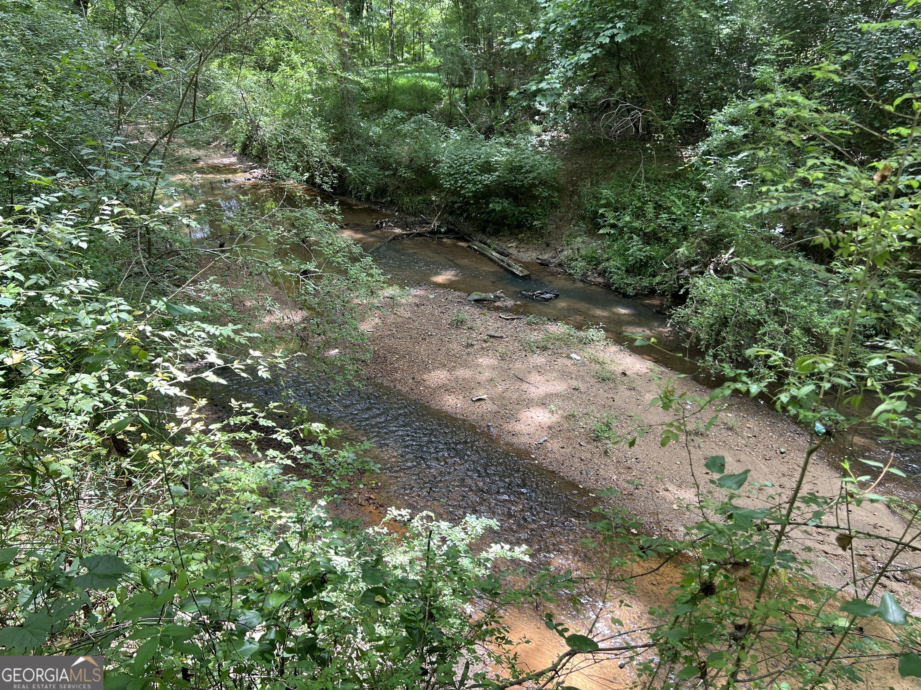 a view of a forest with plants and large trees