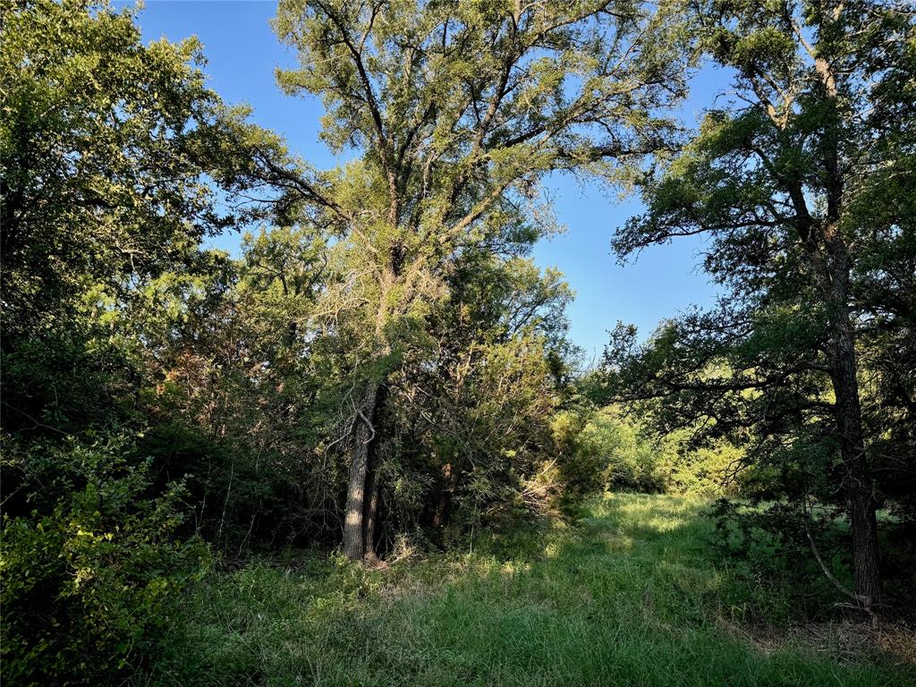 a view of a tree in a forest