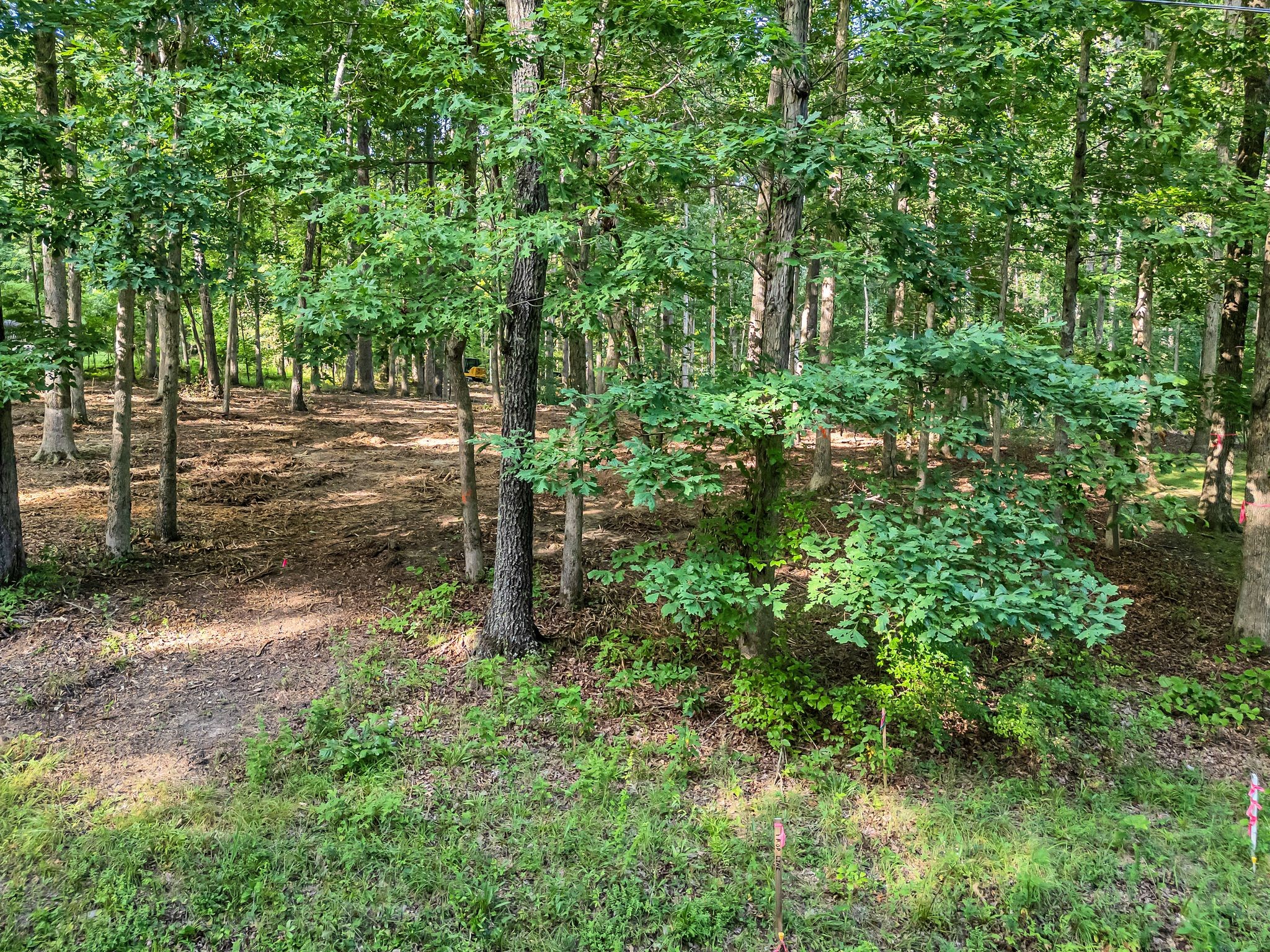 a view of a forest with trees