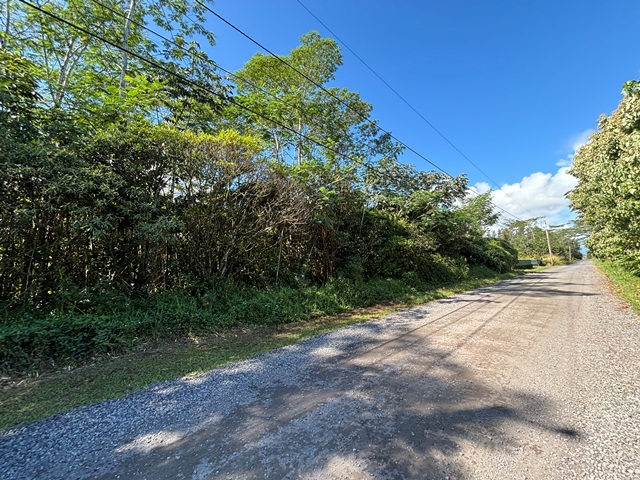 a view of a yard with plants and trees