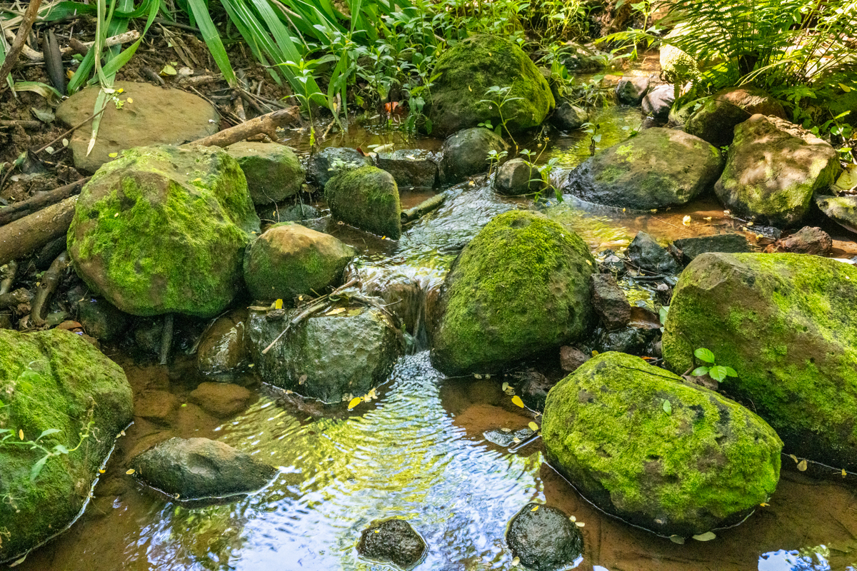 a view of a garden with plants