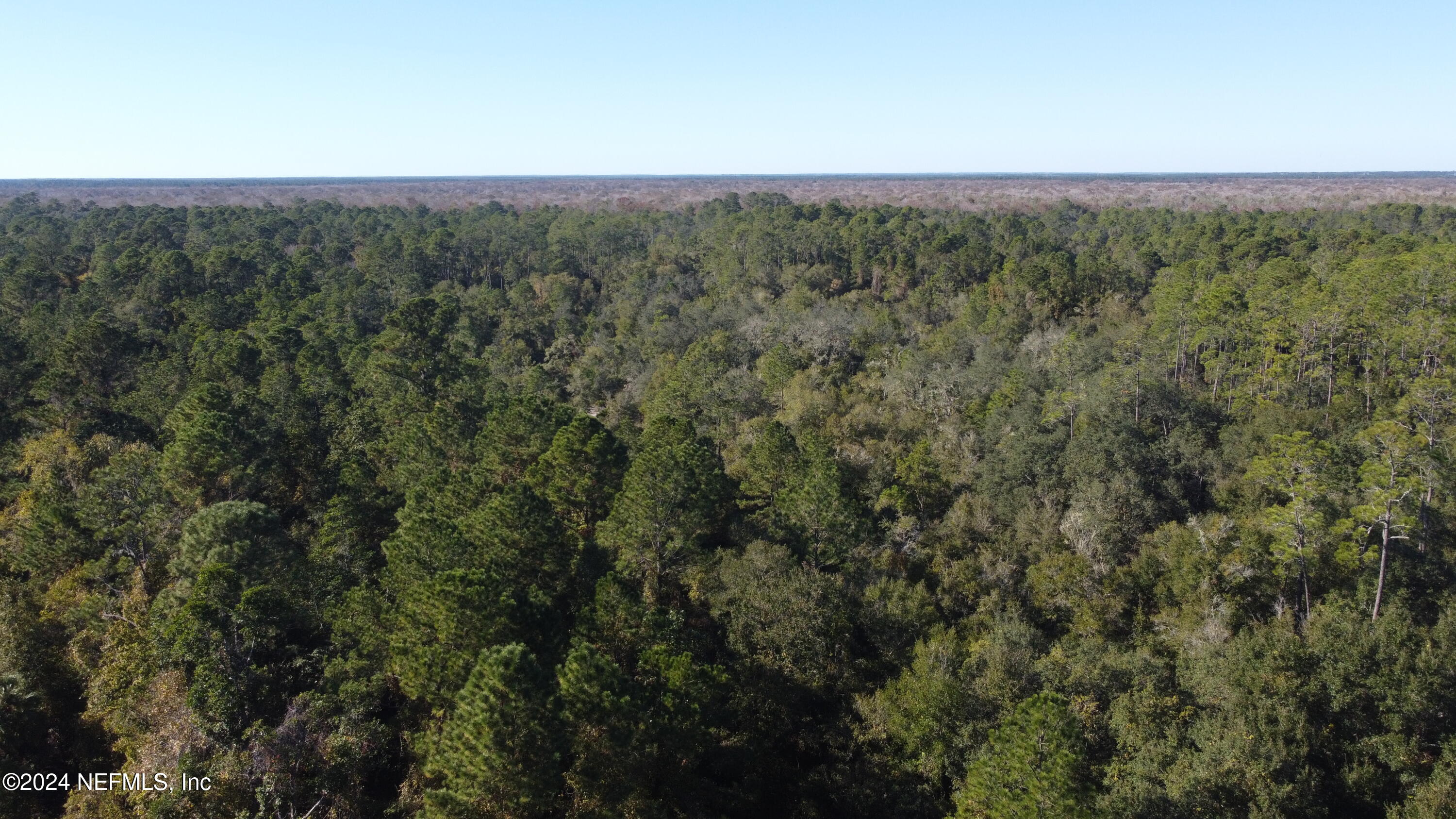 a view of a forest with trees in the background