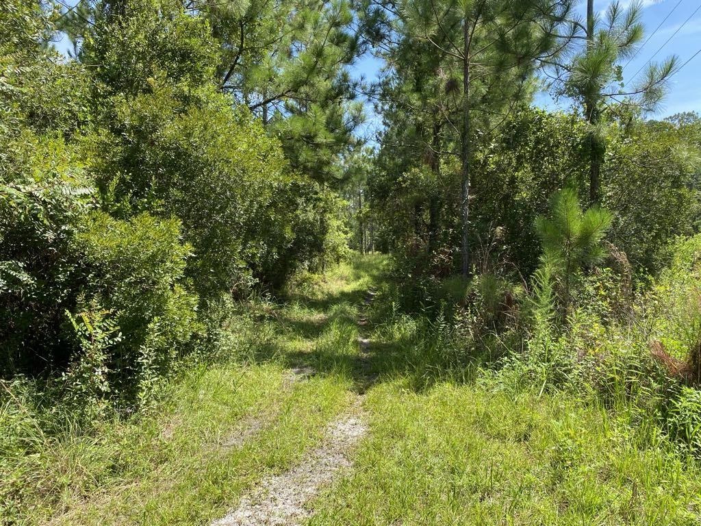 a view of a lush green forest