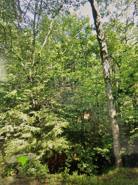 a view of a lush green forest