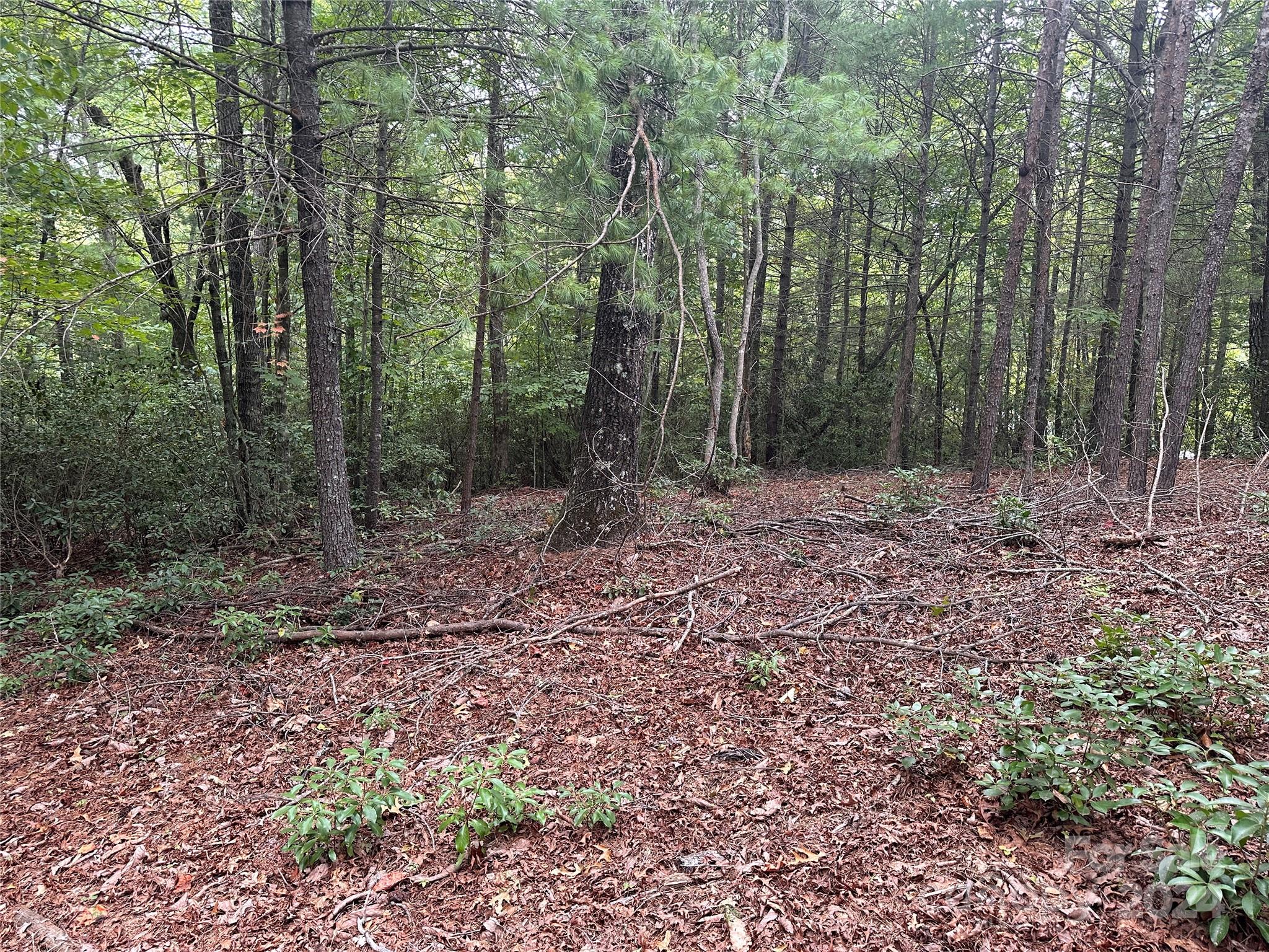 a view of a forest with trees in the background