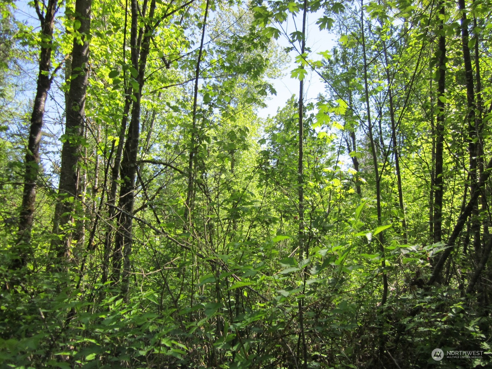 a view of a lush green forest