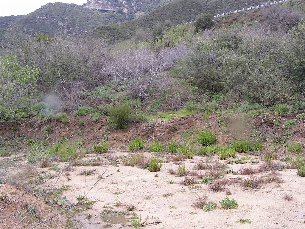 a view of a dry yard with trees and stairs