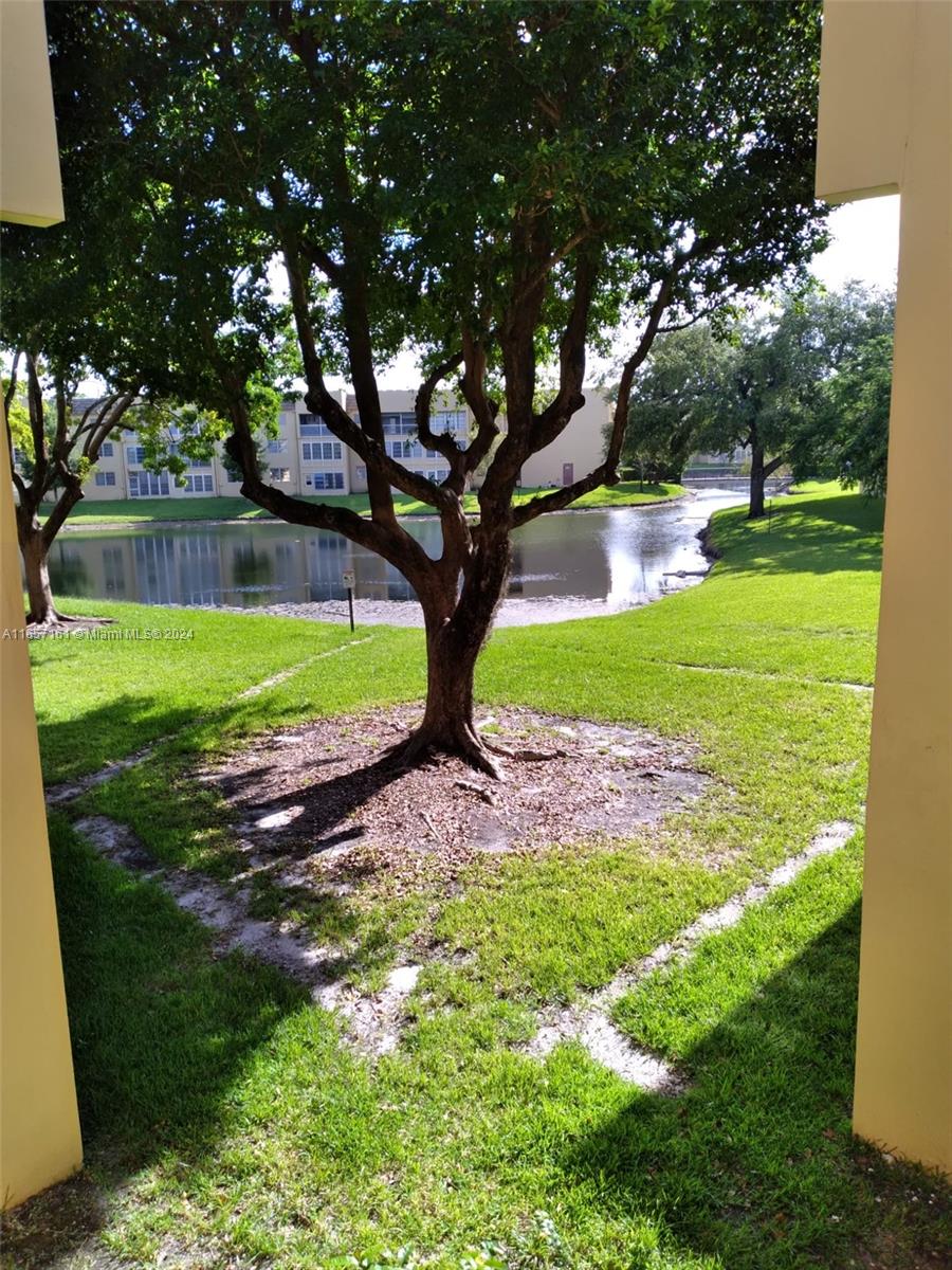 a view of a park with large trees