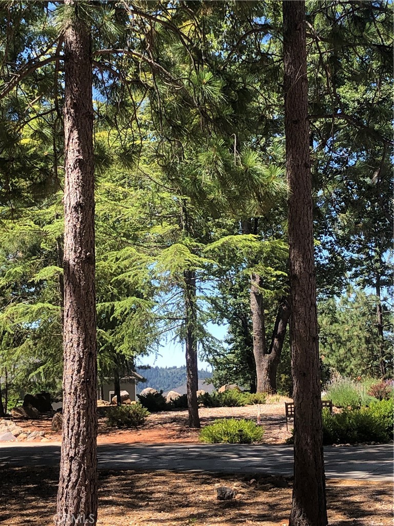 a tree in the middle of a yard