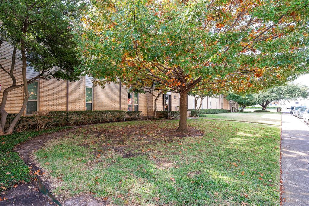 a view of backyard with tree