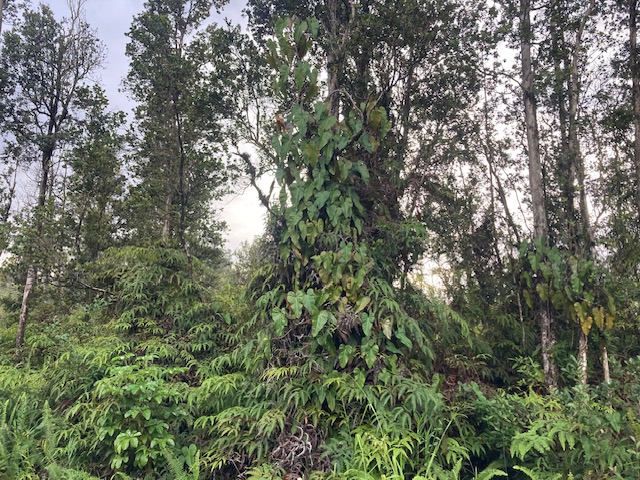 a view of a yard with a tree