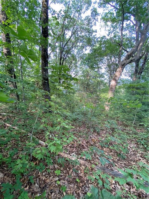 a view of a lush green forest