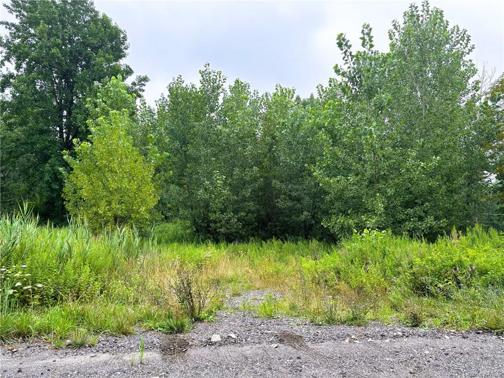 a view of backyard with plants and trees