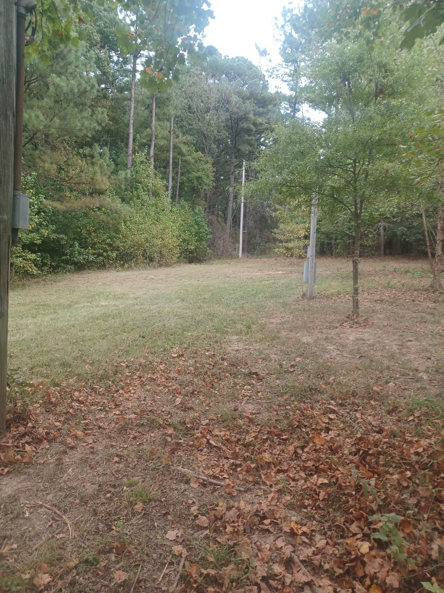 a view of a forest with trees in the background