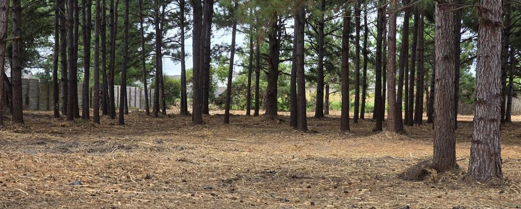 a view of outdoor space with lots of trees