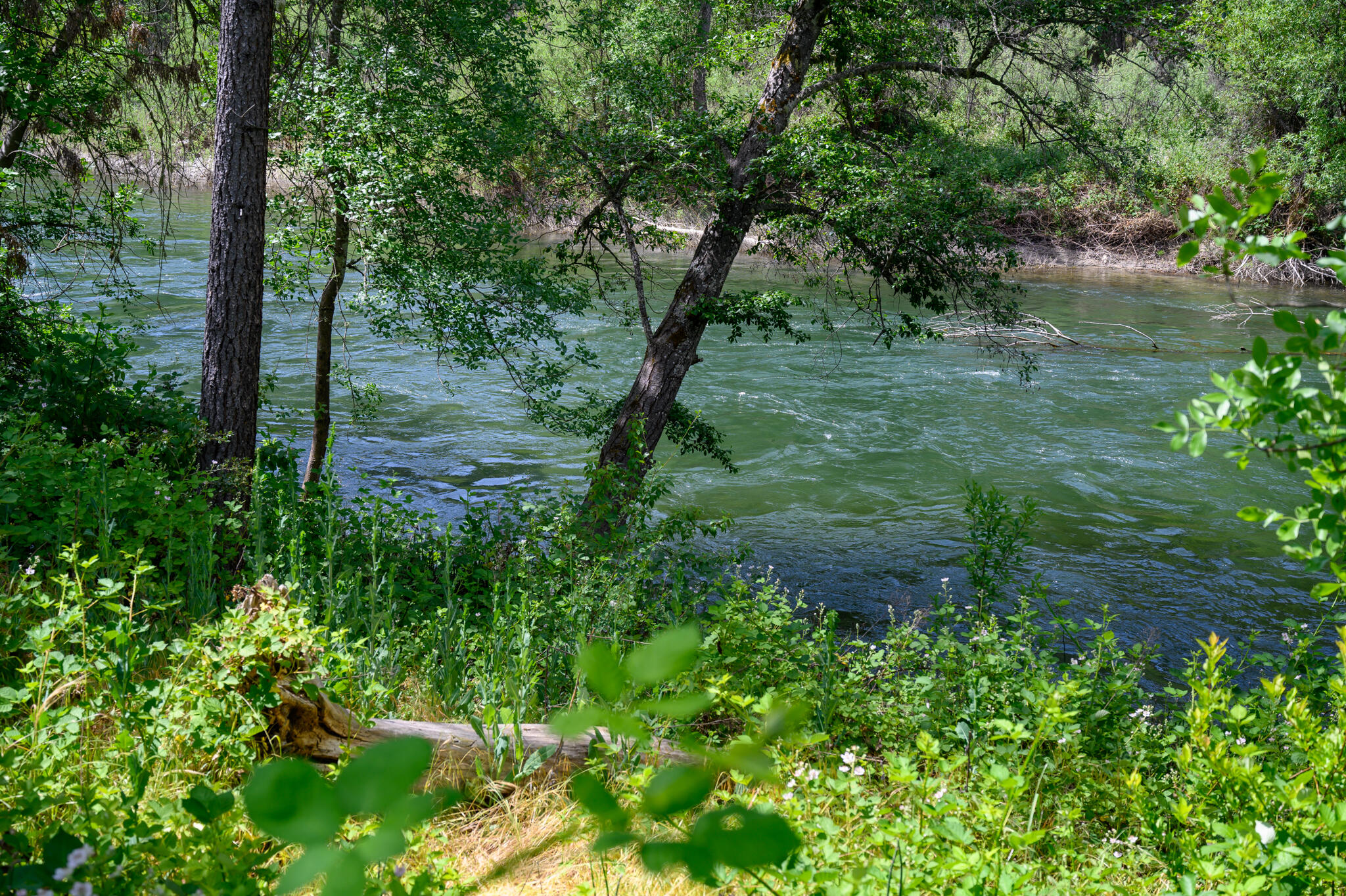 a view of a lush green forest