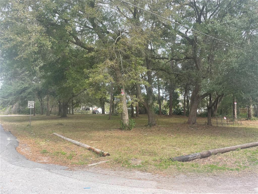 a view of yard with trees