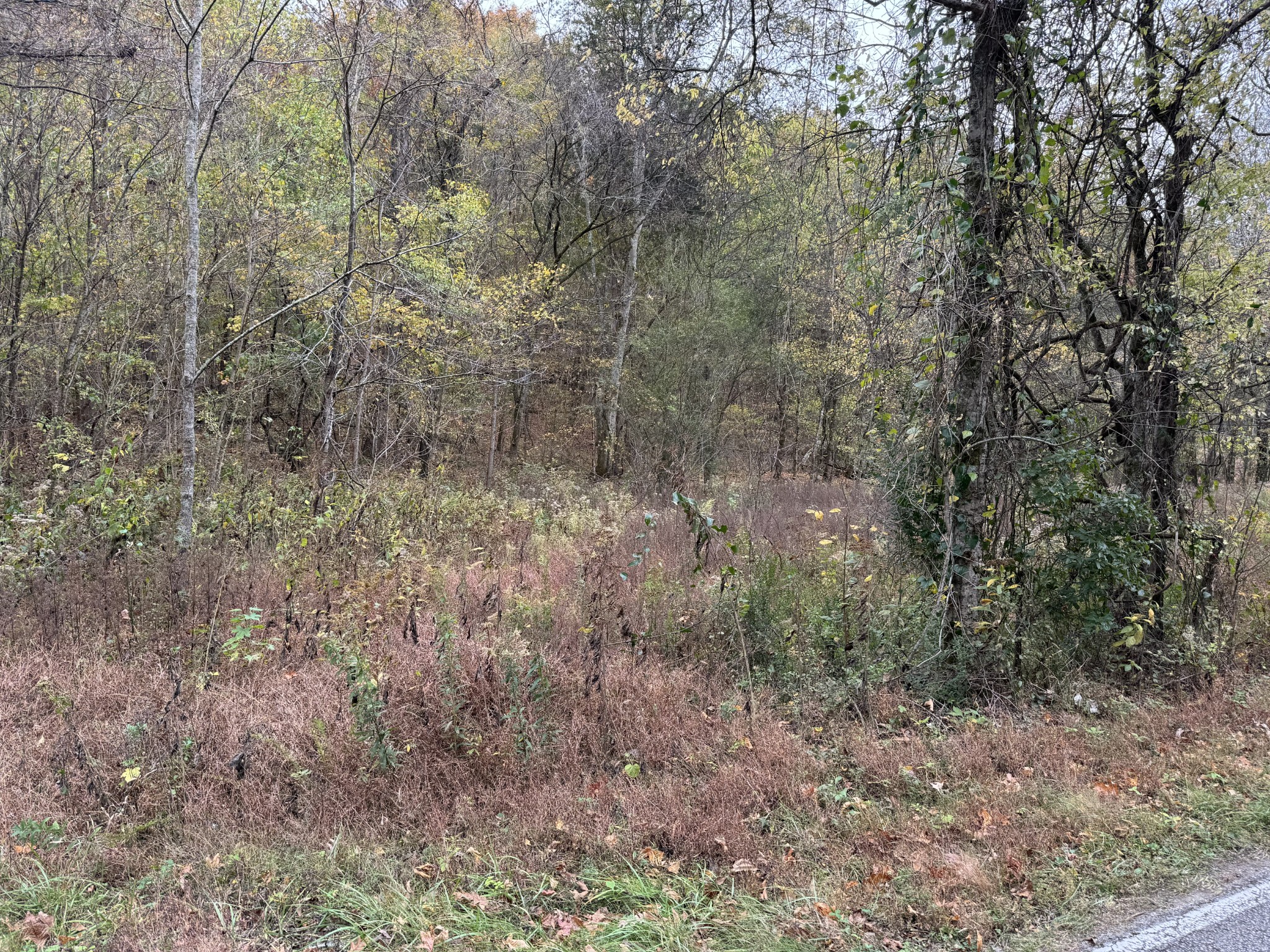 a view of a forest with trees in the background